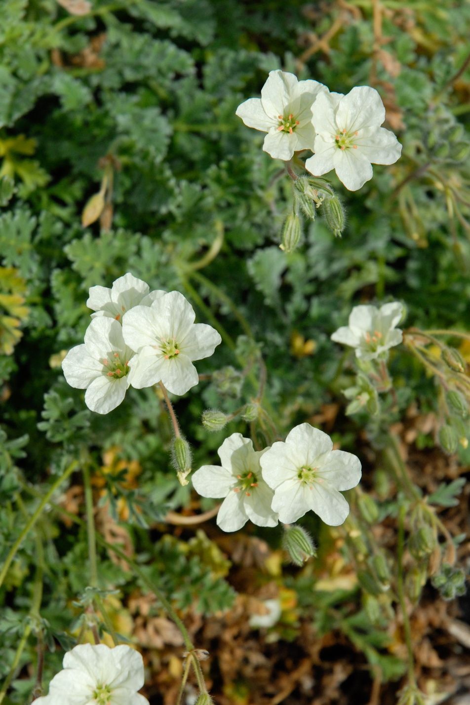 Golden Storksbill
